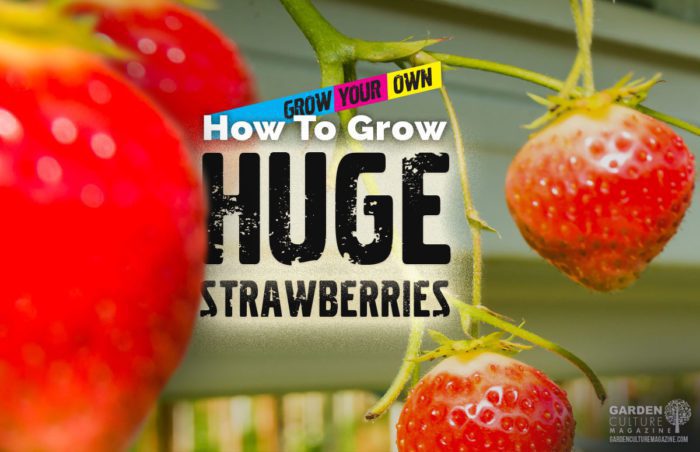 How To Grow Big Strawberries