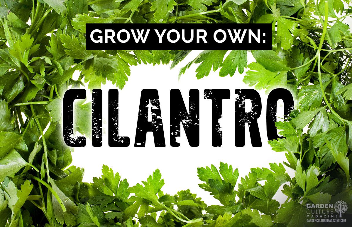 Grow your own cilantro