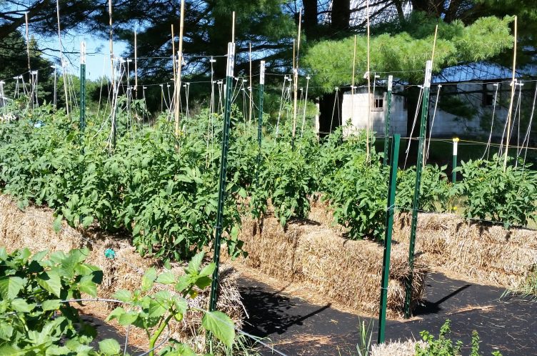 2016 Straw Bale Tomatoes on July 19