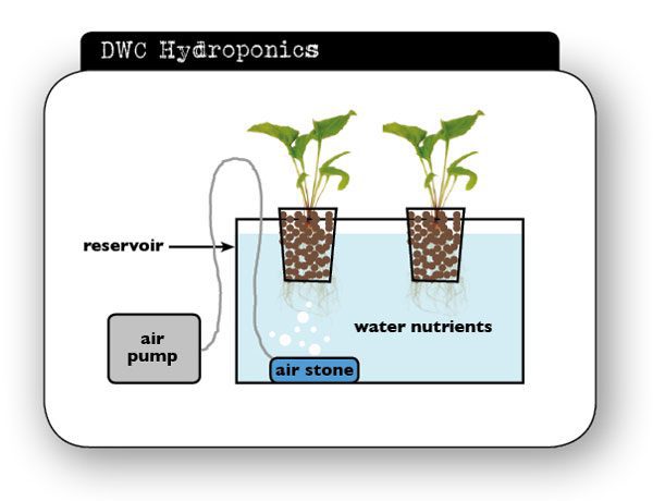 DWC Hydroponics