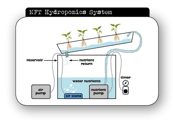 NFT Hydroponics