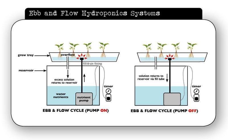 Ebb Flow Hydroponics
