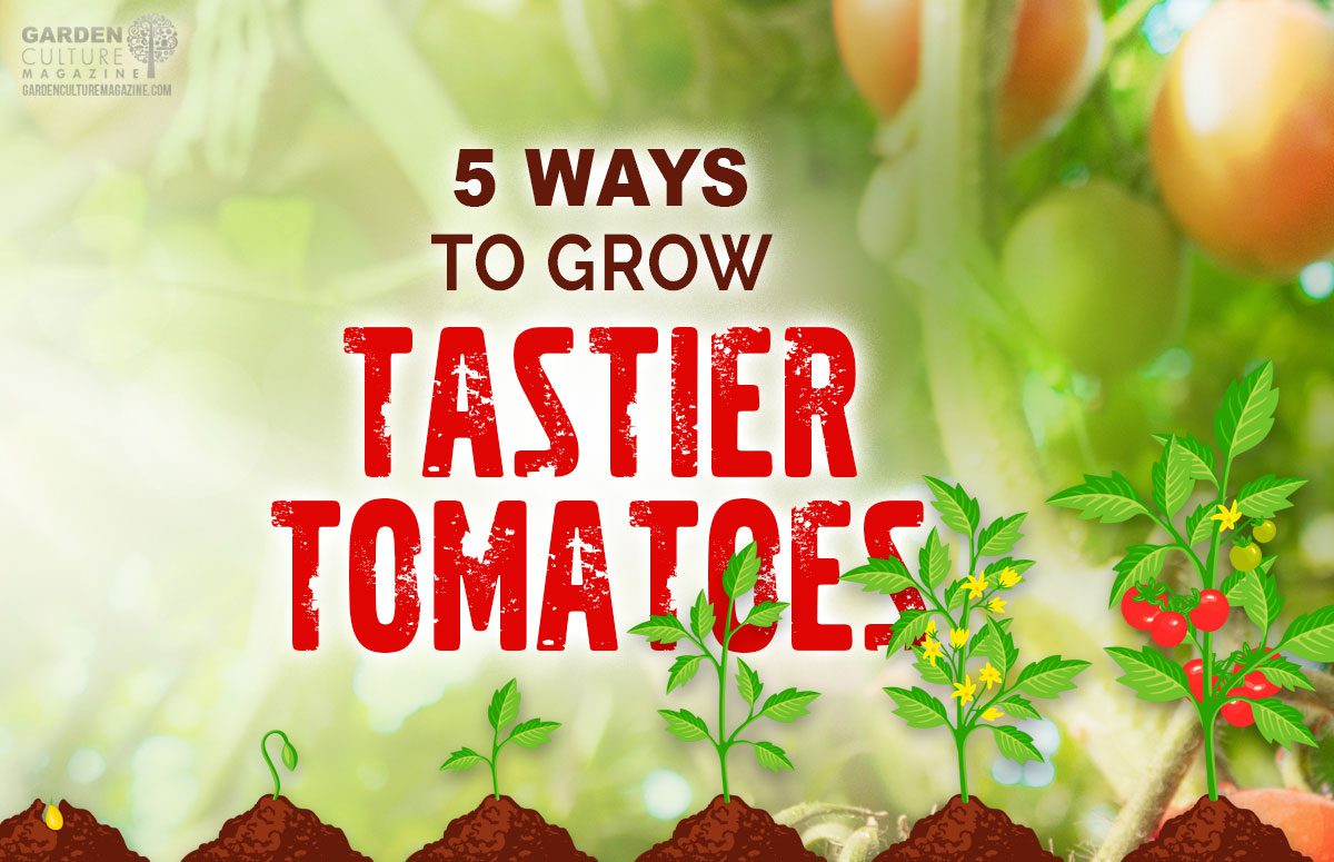 Grow Tastier Tomatoes