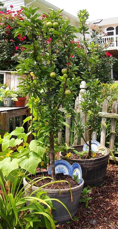 To Grow An Apple Tree In A Container, Patio Fruit Trees In Containers Uk