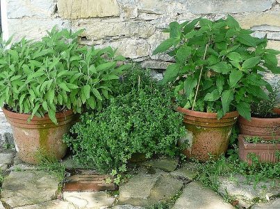 growing herbs