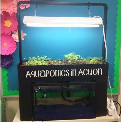 aquaponics in the classroom