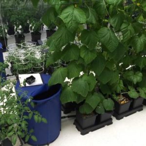 Passive Hydroponics