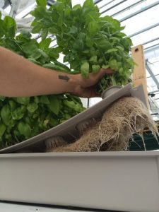 Passive Hydroponics