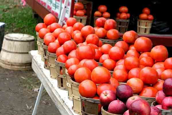 tomato farm