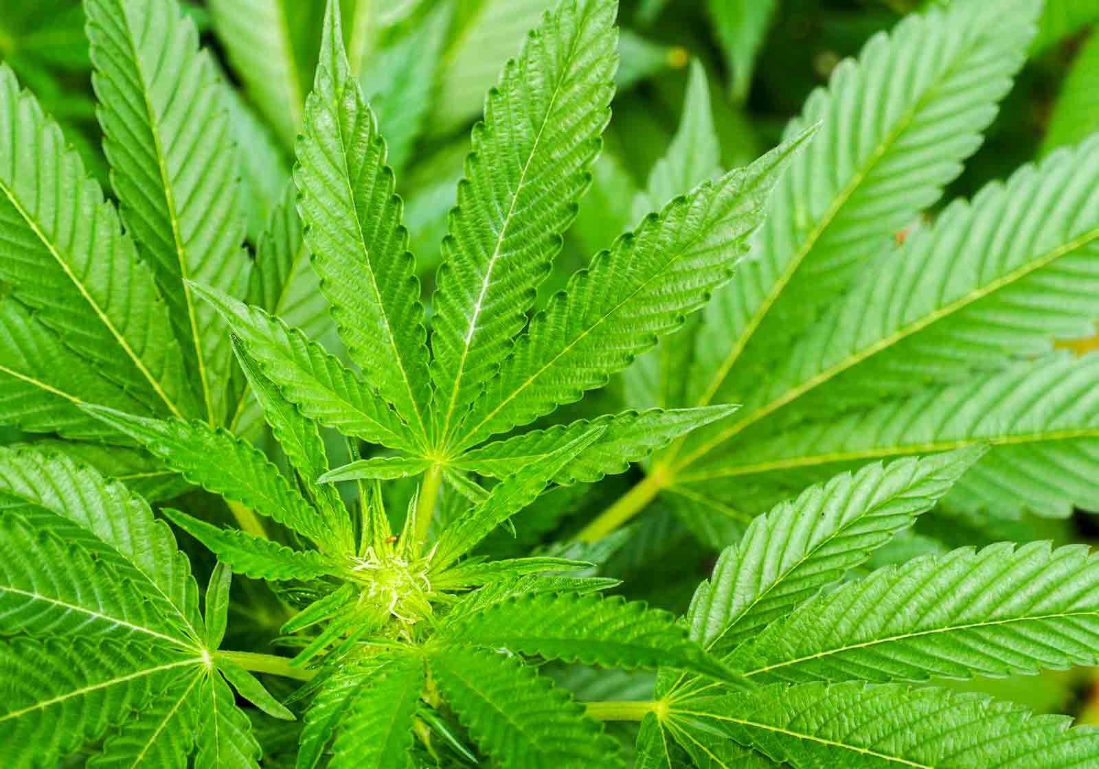 cannabis sativa