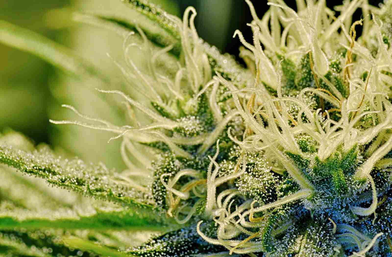 weed papers