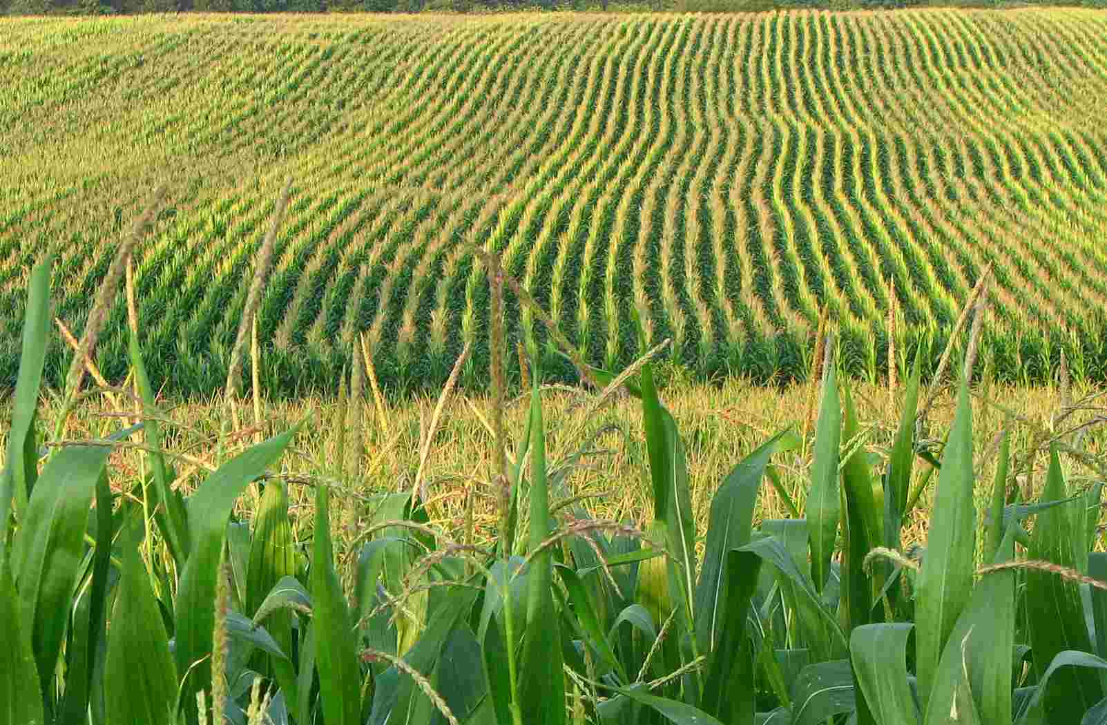 GMO Corn Breeding