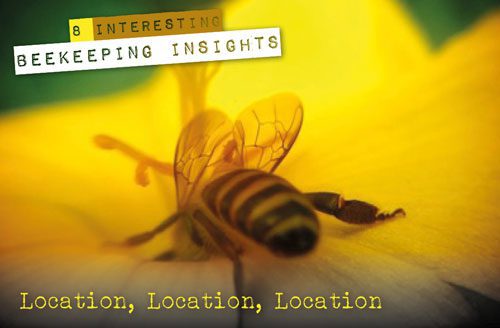 Beekeeping insights
