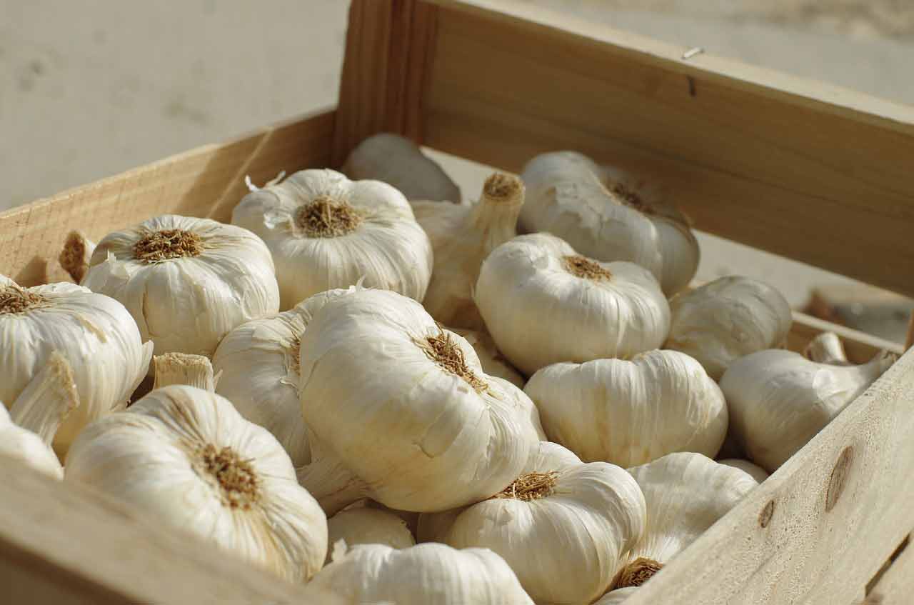 China's hold on the Garlic Industry Garden Culture Magazine