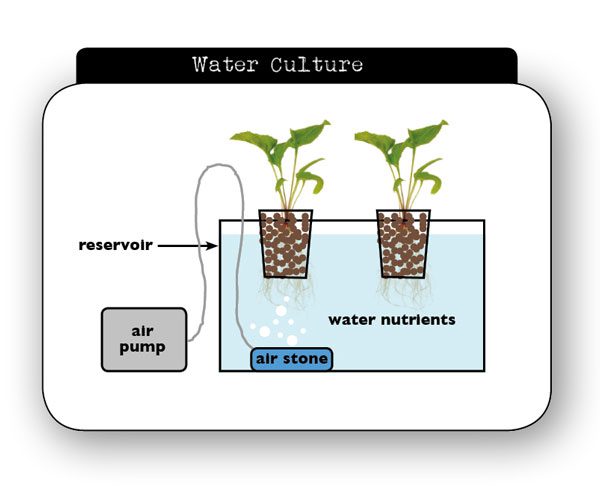 Water culture hydroponics