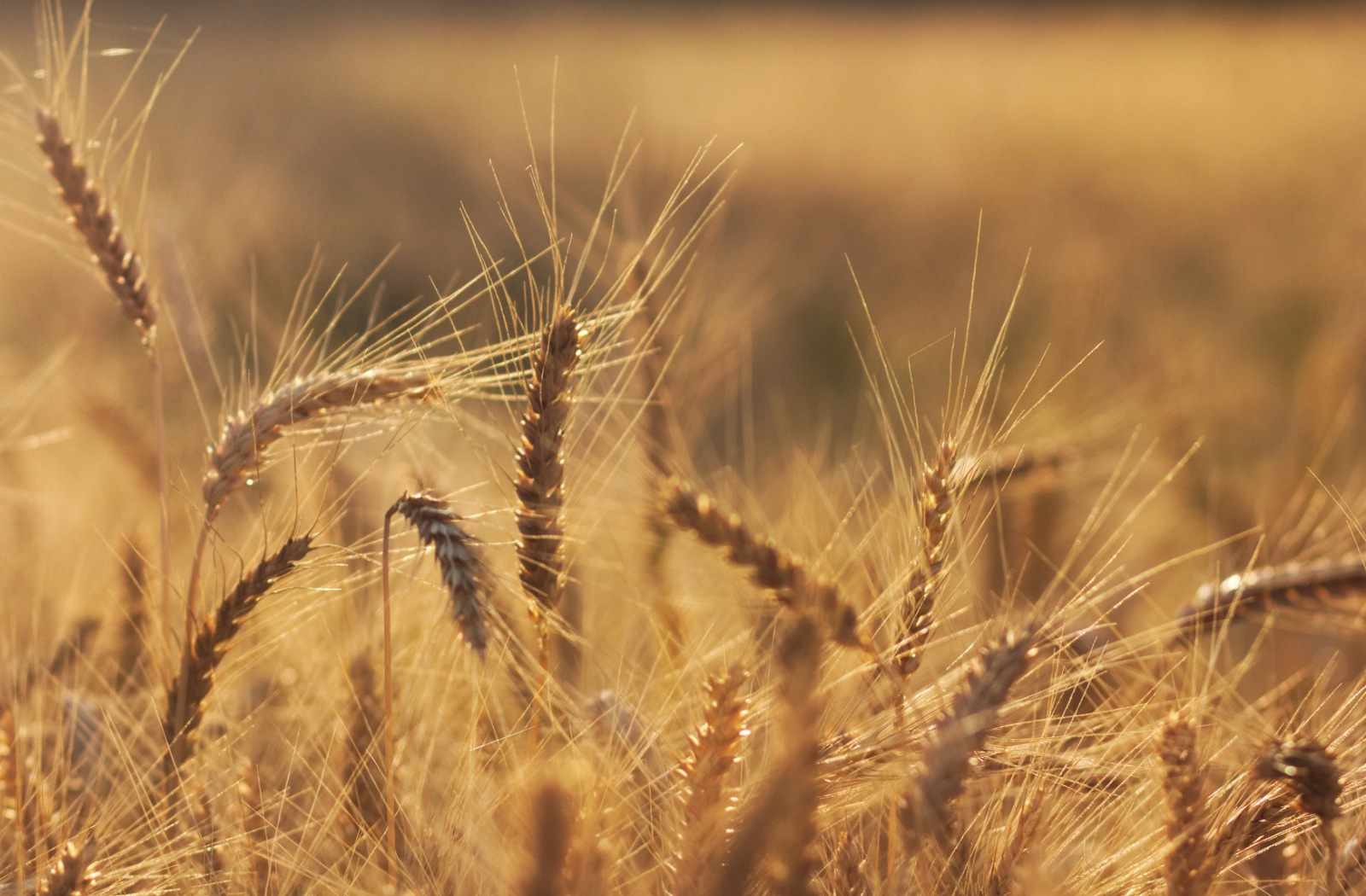 Science Discovers Wheat Crops Grow Faster Under LED Lights | Garden ...