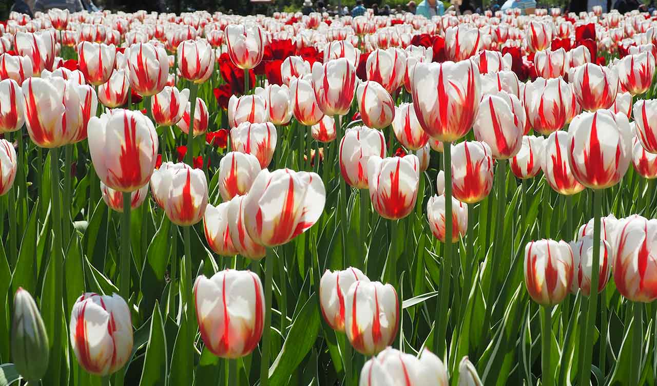 Elegant Stems Grace Ottawa During Breathtaking Canadian Tulip Festival