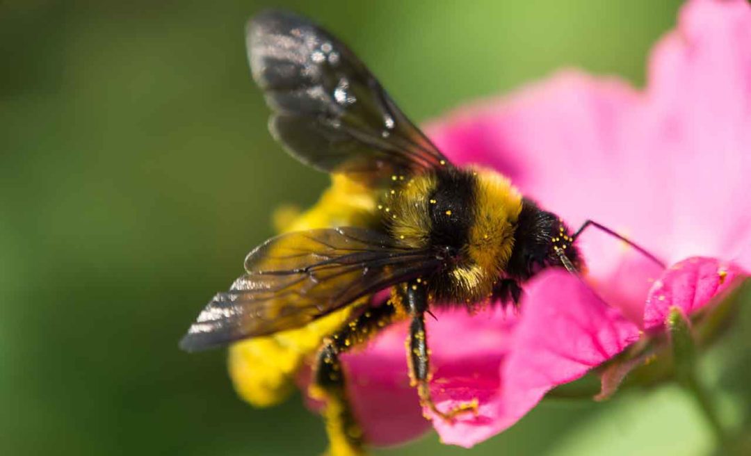 Can Mushrooms Save the Bees? Garden Culture Magazine