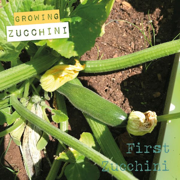 grow your own zucchini