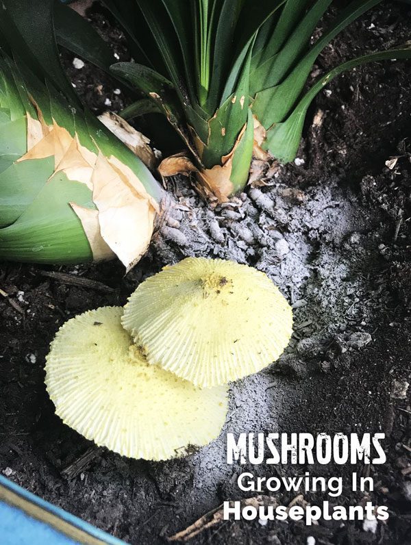 mushrooms growing in your houseplants