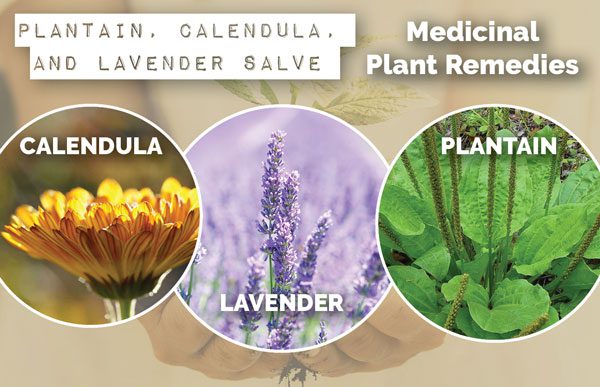 plantain, calendula and lavender salve