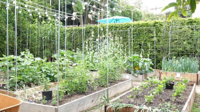 Farm to Table Urban Garden