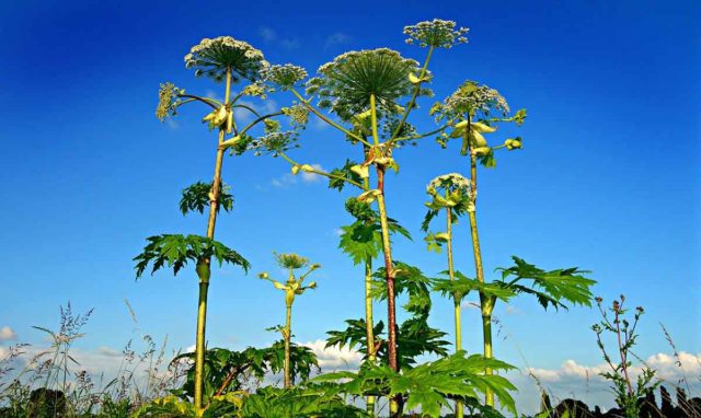 Beware of Giant Poisonous Hogweed
