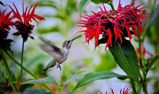 Hummingbirds