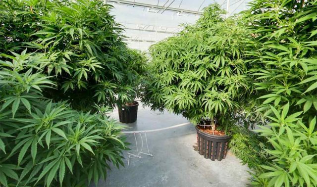 Virtual Tour of Cannabis grow warehouse