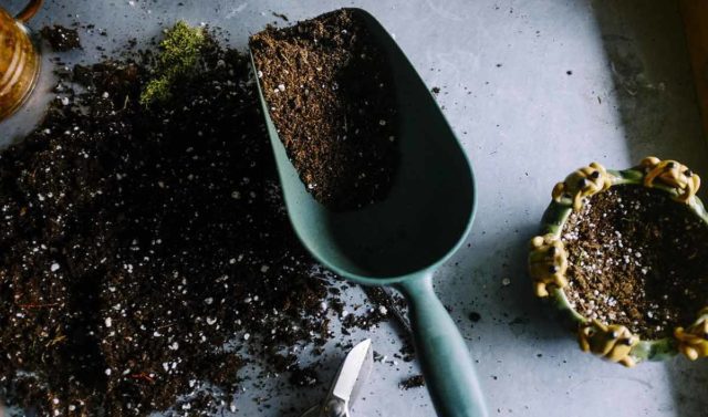 Bringing outdoor plants indoors