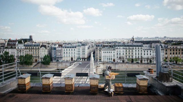Urban beekeeping in Paris