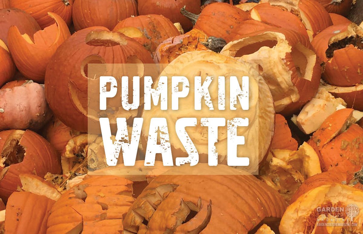 pumpkin waste