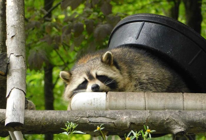 Fermented food is getting racoons drunk
