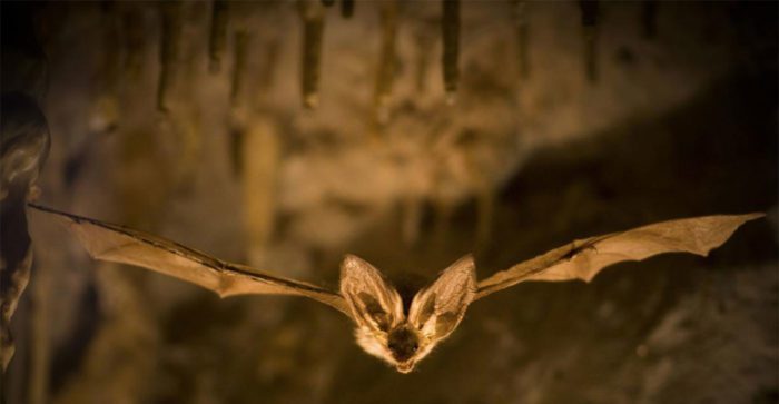 Bat Guano for your garden