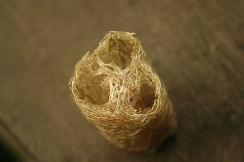 Grow your own Luffa