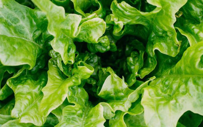 E. coli outbreak with Romaine Lettuce