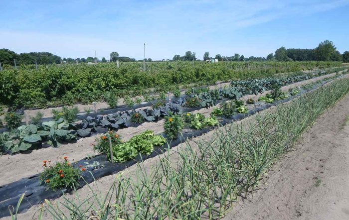 Grow more Fruits and Veggies