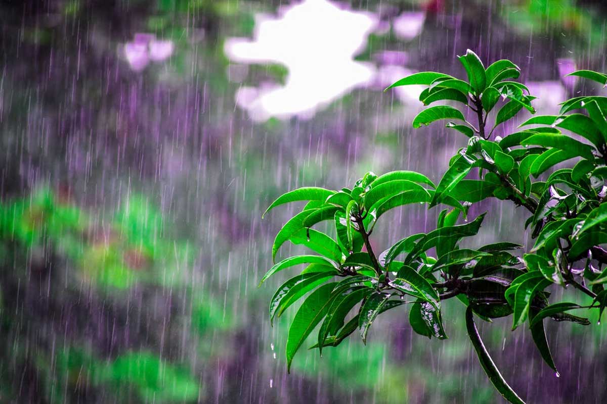 How to prevent flooding in the garden