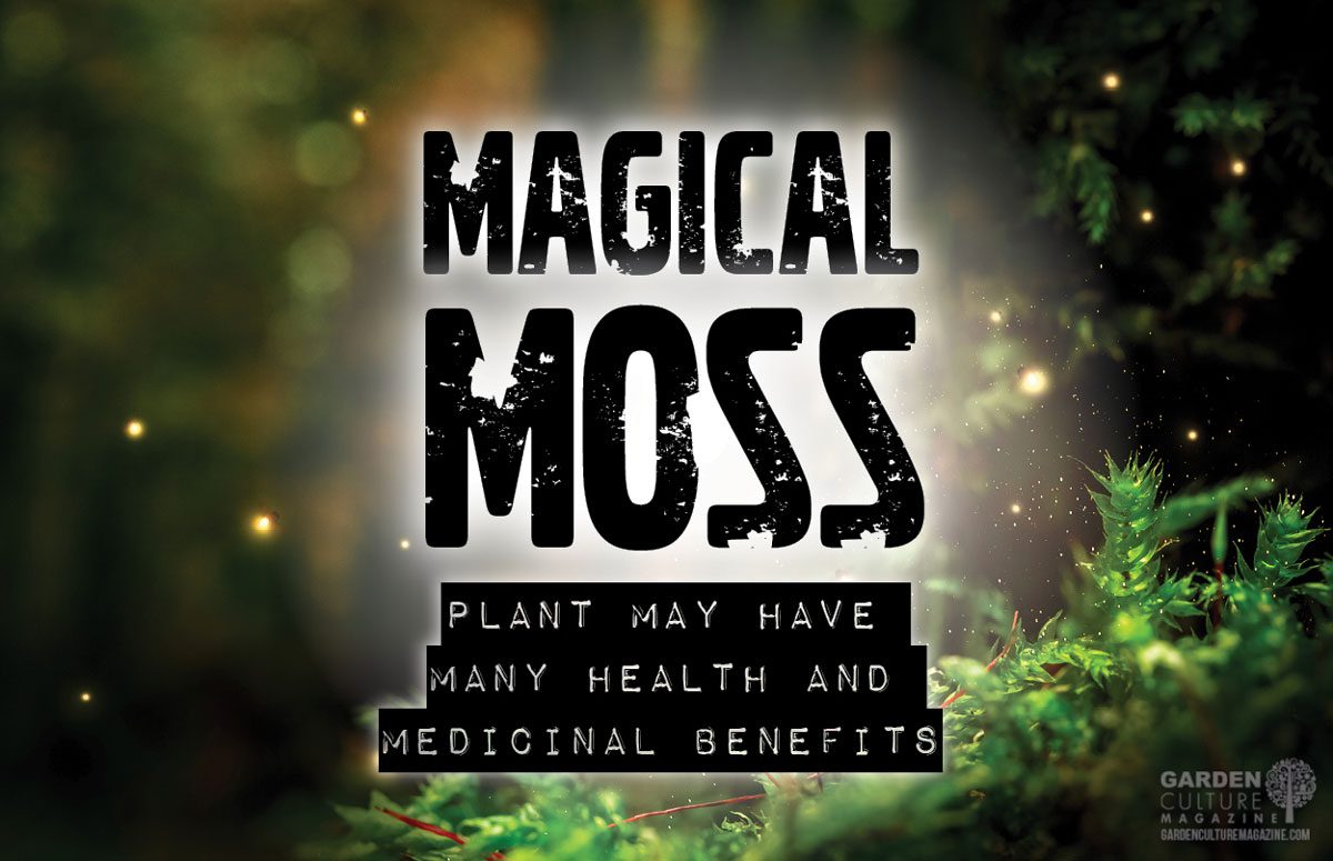 magical moss