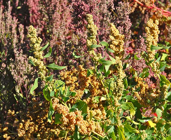 Grow your own quinoa
