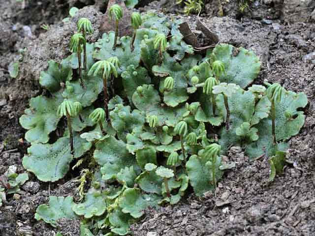 Liverwort Radula has medicinal properties
