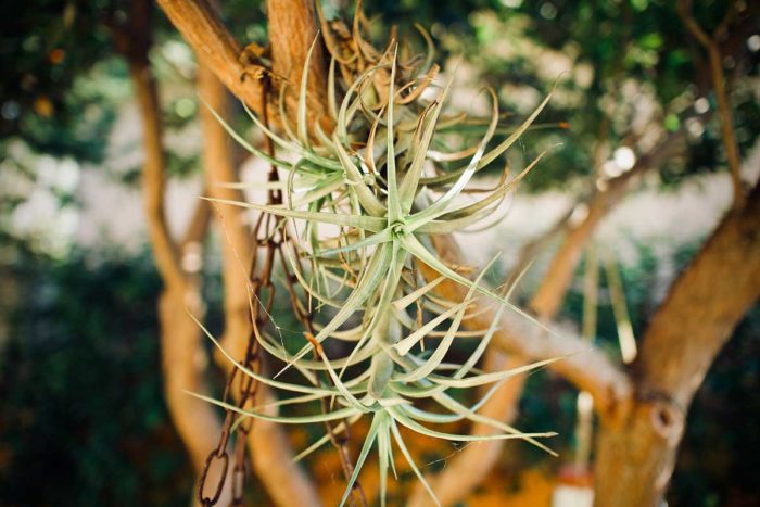 Air Plants are easy to maintain