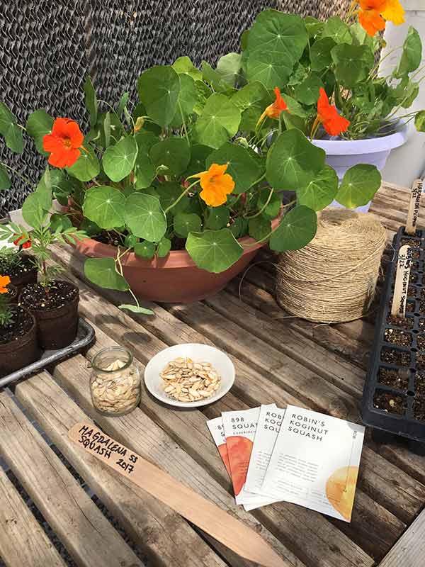 Pack of seeds on table with nasturtiums