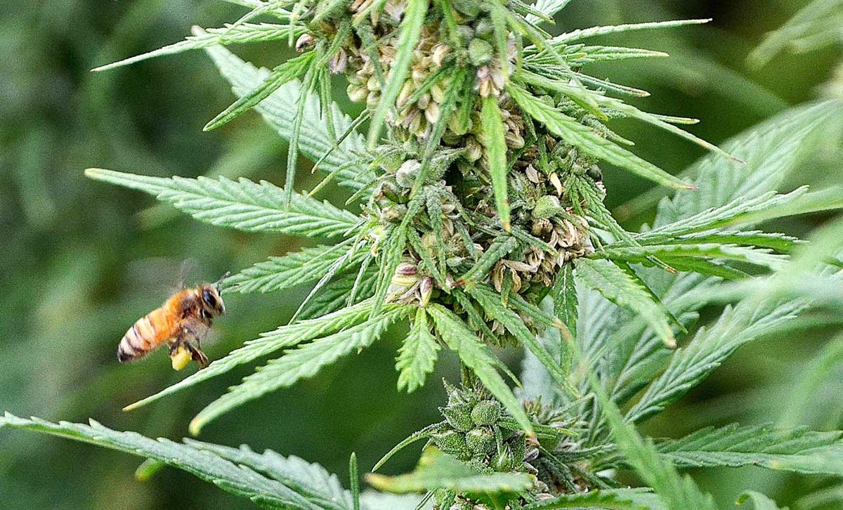 Bees love hemp