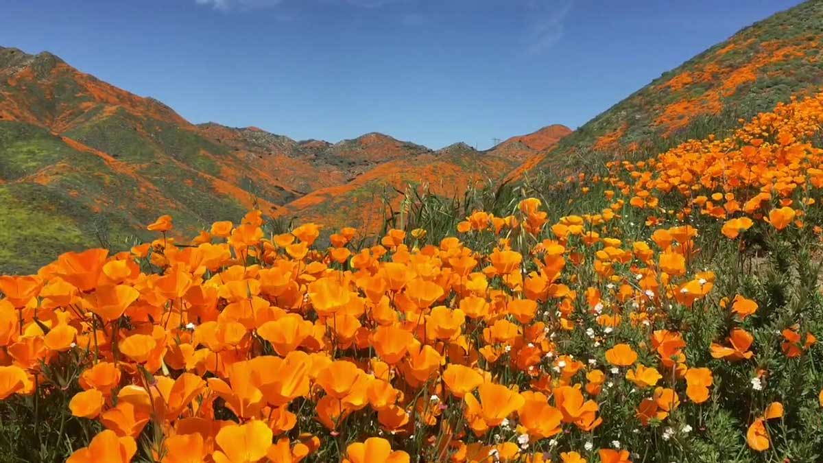 Poppy California Super Bloom