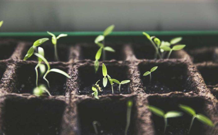 growing season to start your seedlings