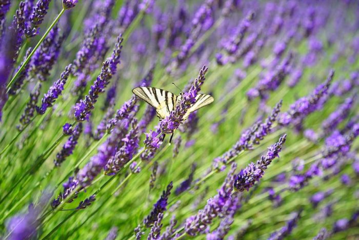 Butterfly makes a comeback