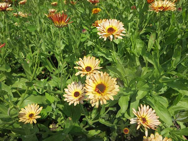 Calendula Flower and Herb