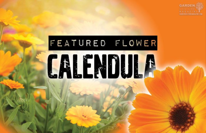 calendula
