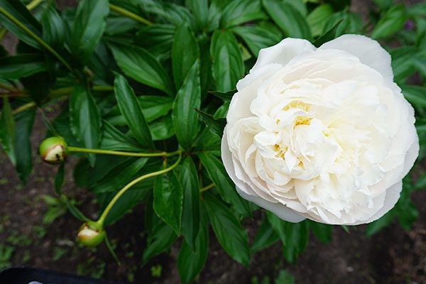 Peonies are perennials